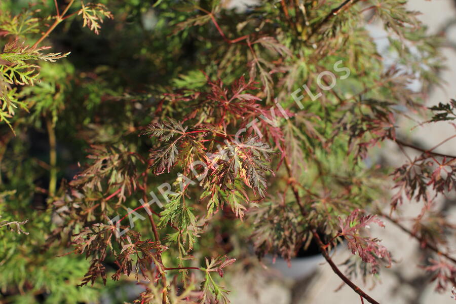 Javor dlanitolistý 'Emerald Lace' - Acer palmatum 'Emerald Lace'