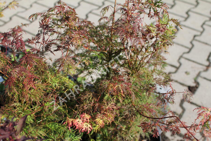 Javor dlanitolistý 'Emerald Lace' - Acer palmatum 'Emerald Lace'
