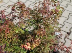Javor dlanitolistý 'Emerald Lace' - Acer palmatum 'Emerald Lace'