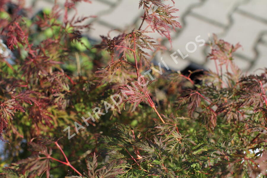 Javor dlanitolistý 'Emerald Lace' - Acer palmatum 'Emerald Lace'