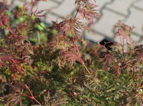 Javor dlanitolistý 'Emerald Lace' - Acer palmatum 'Emerald Lace'