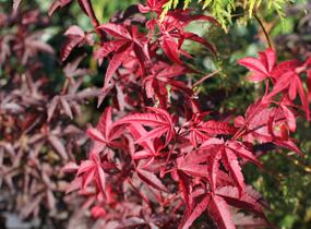 Javor dlanitolistý 'Little Red' - Acer palmatum 'Little Red'