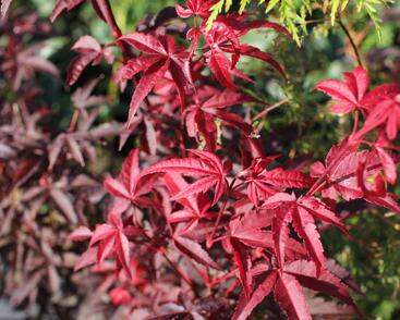 Javor dlanitolistý 'Little Red'