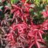 Acer palmatum 'Little Red'_01.JPG