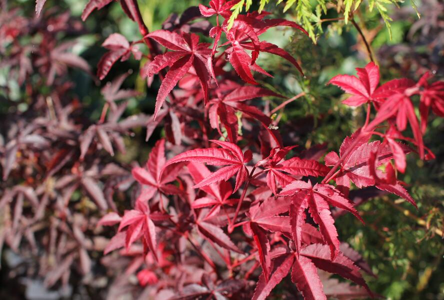 Javor dlanitolistý 'Little Red' - Acer palmatum 'Little Red'