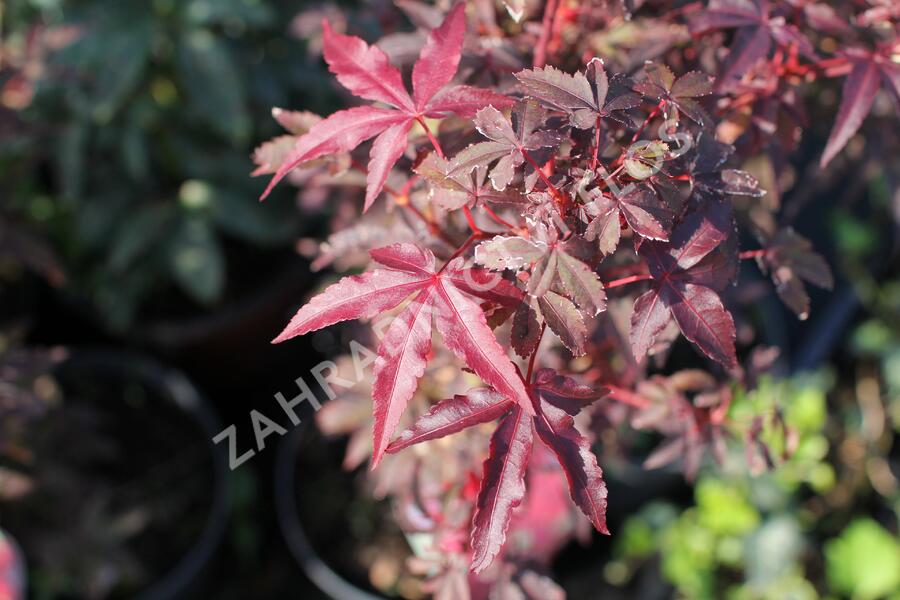 Javor dlanitolistý 'Little Red' - Acer palmatum 'Little Red'