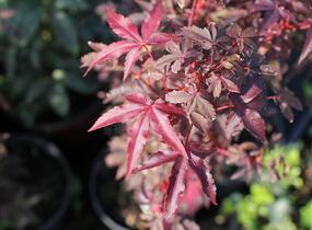 Javor dlanitolistý 'Little Red' - Acer palmatum 'Little Red'