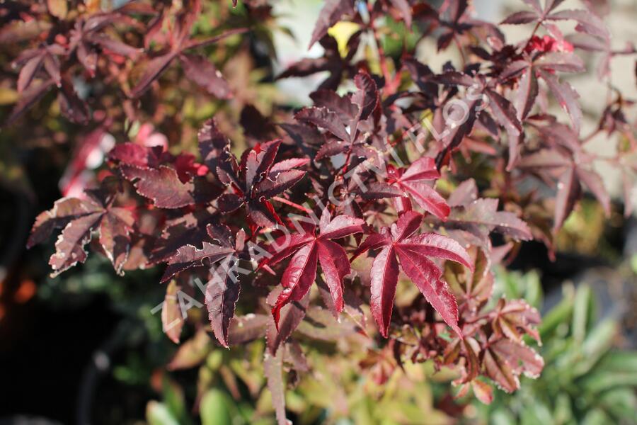 Javor dlanitolistý 'Little Red' - Acer palmatum 'Little Red'