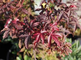 Javor dlanitolistý 'Little Red' - Acer palmatum 'Little Red'