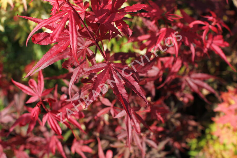 Javor dlanitolistý 'Shaina' - Acer palmatum 'Shaina'