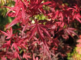Javor dlanitolistý 'Shaina' - Acer palmatum 'Shaina'