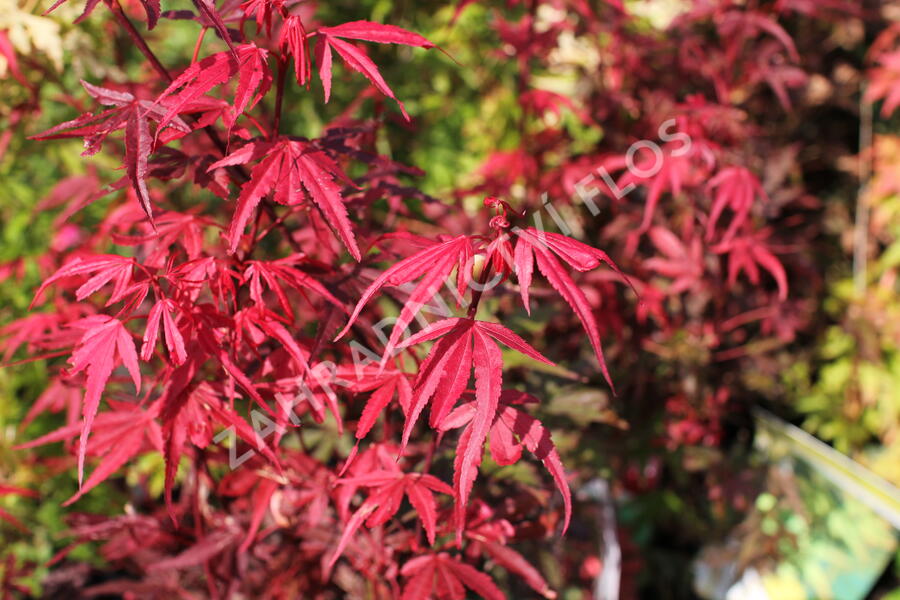 Javor dlanitolistý 'Shaina' - Acer palmatum 'Shaina'