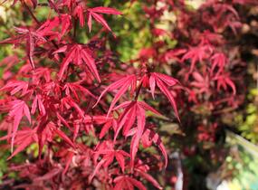 Javor dlanitolistý 'Shaina' - Acer palmatum 'Shaina'
