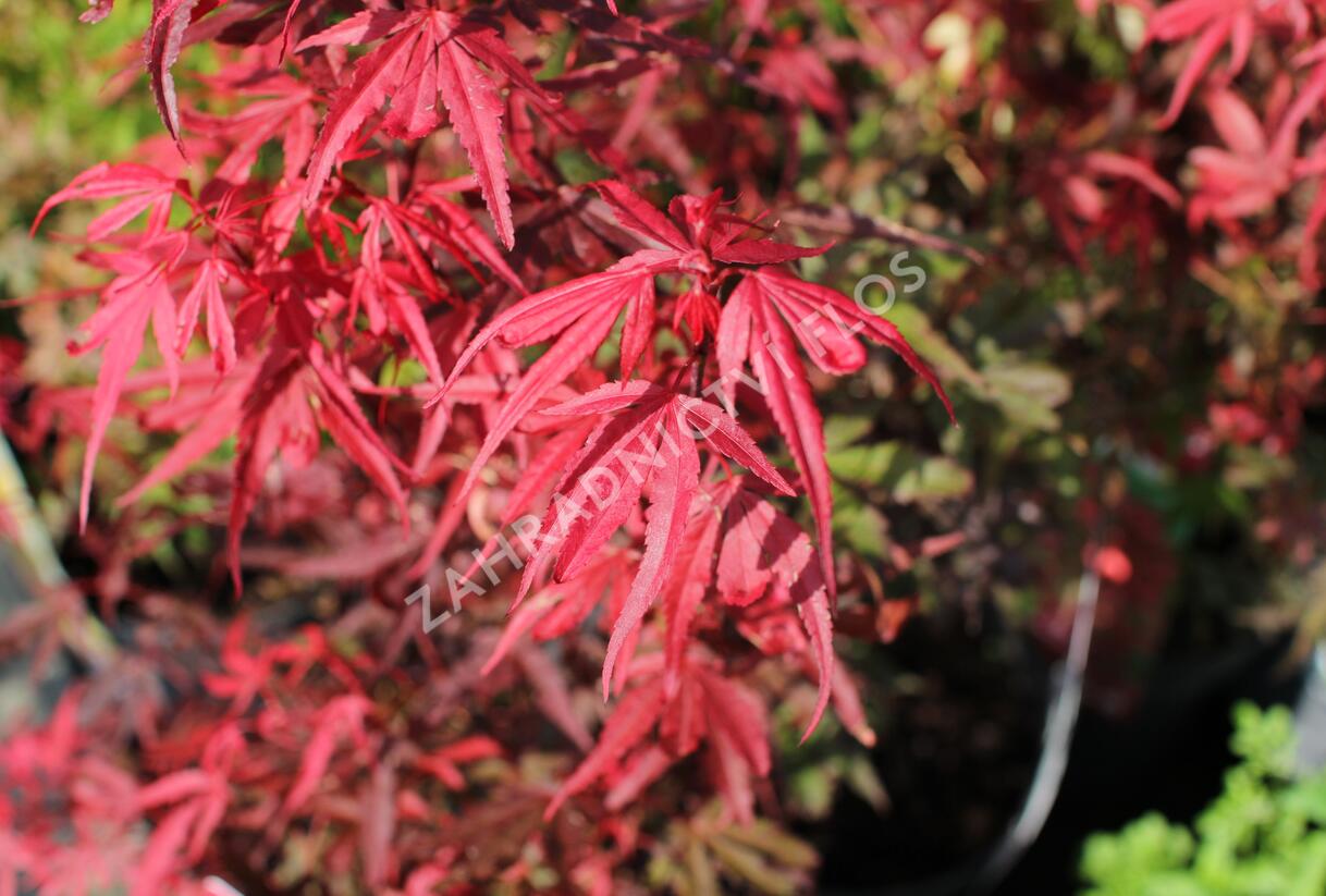 Javor dlanitolistý 'Shaina' - Acer palmatum 'Shaina'