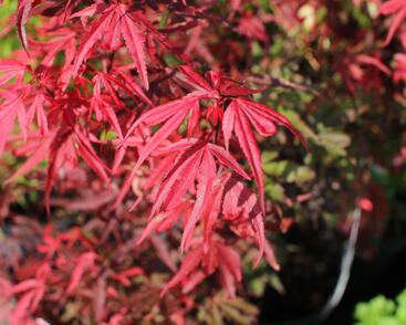 Javor dlanitolistý 'Shaina'