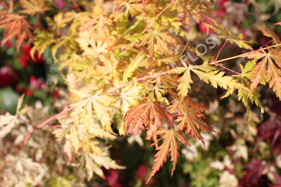 Javor dlanitolistý 'Orange Lace' - Acer palmatum 'Orange Lace'