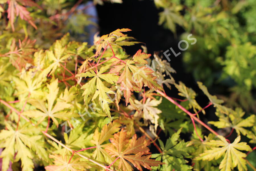 Javor dlanitolistý 'Orange Lace' - Acer palmatum 'Orange Lace'