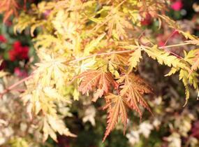 Javor dlanitolistý 'Orange Lace' - Acer palmatum 'Orange Lace'