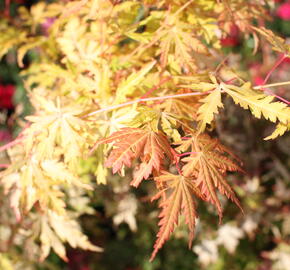 Javor dlanitolistý 'Orange Lace' - Acer palmatum 'Orange Lace'