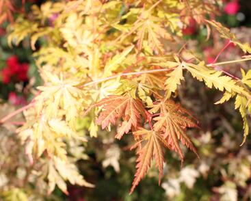 Javor dlanitolistý 'Orange Lace'
