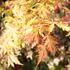 Acer palmatum 'Orange Lace'.JPG