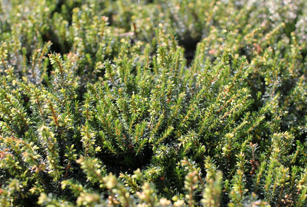 Vřesovec pleťový 'December Red' - Erica carnea 'December Red'