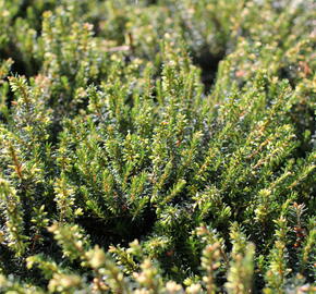 Vřesovec pleťový 'December Red' - Erica carnea 'December Red'