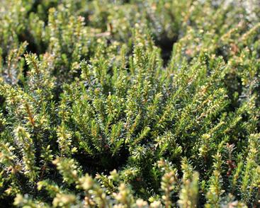 Vřesovec pleťový 'December Red'