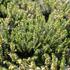 Erica carnea 'December Red'.JPG