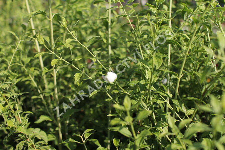 Pustoryl 'Frosty Morn' - Philadelphus 'Frosty Morn'