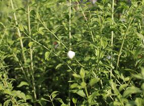 Pustoryl 'Frosty Morn' - Philadelphus 'Frosty Morn'