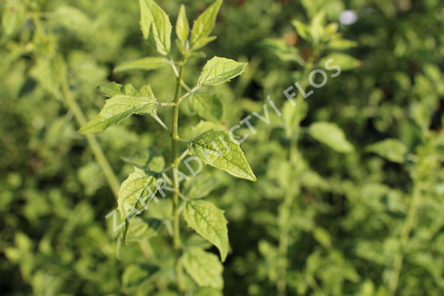 Pustoryl 'Frosty Morn' - Philadelphus 'Frosty Morn'