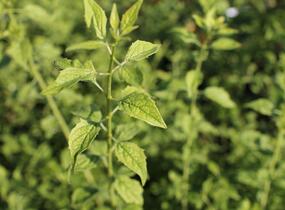 Pustoryl 'Frosty Morn' - Philadelphus 'Frosty Morn'