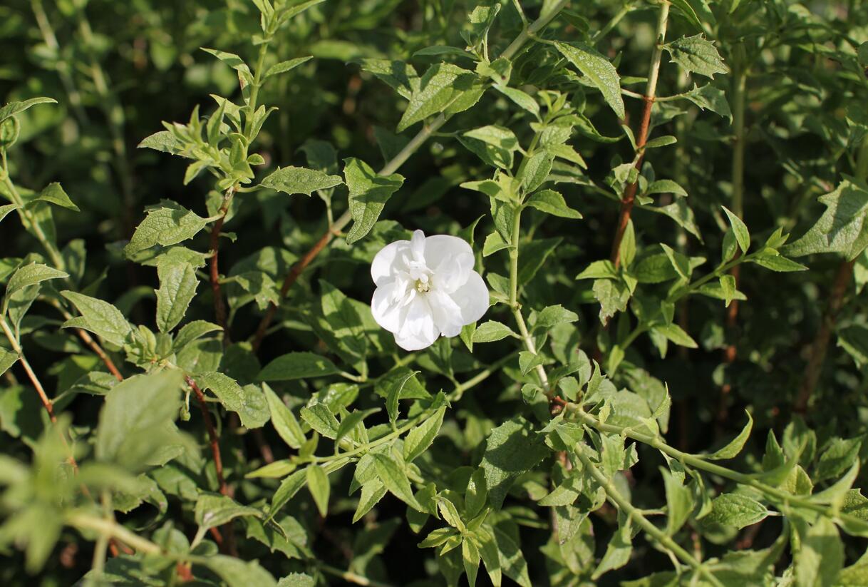 Pustoryl 'Frosty Morn' - Philadelphus 'Frosty Morn'