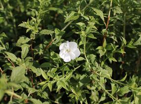 Pustoryl 'Frosty Morn' - Philadelphus 'Frosty Morn'
