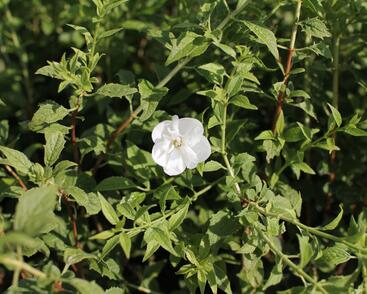 Pustoryl 'Frosty Morn'