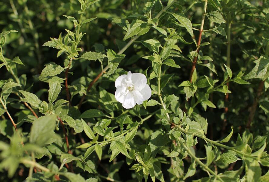 Pustoryl 'Frosty Morn' - Philadelphus 'Frosty Morn'