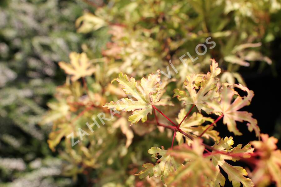 Javor dlanitolistý 'Anne Irene' - Acer palmatum 'Anne Irene'