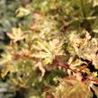 Javor dlanitolistý 'Anne Irene' - Acer palmatum 'Anne Irene'