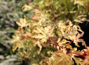 Javor dlanitolistý 'Anne Irene' - Acer palmatum 'Anne Irene'