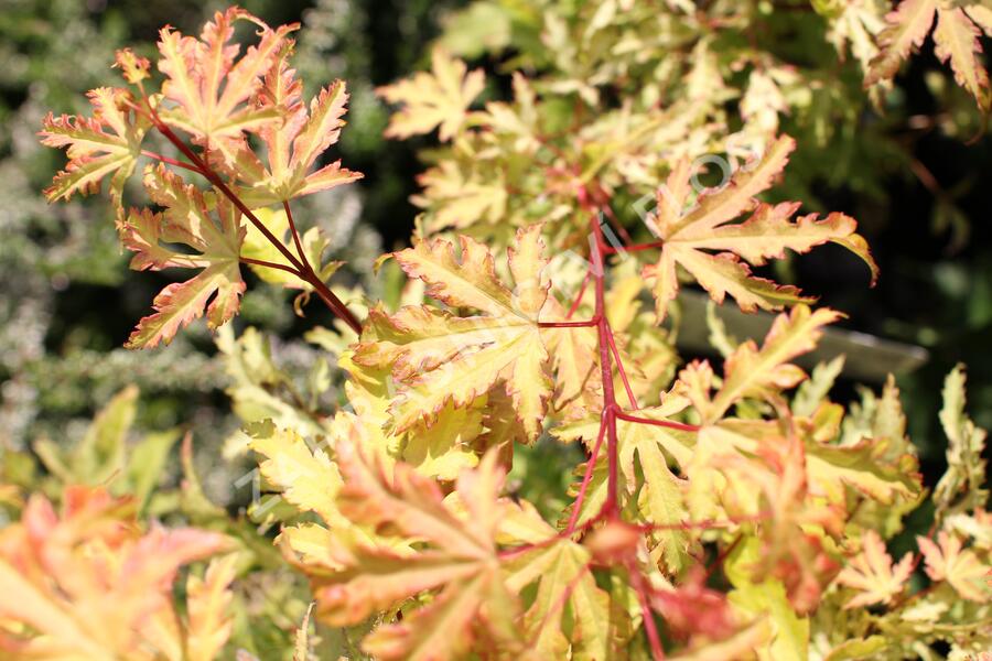 Javor dlanitolistý 'Anne Irene' - Acer palmatum 'Anne Irene'