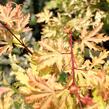 Javor dlanitolistý 'Anne Irene' - Acer palmatum 'Anne Irene'