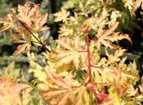 Javor dlanitolistý 'Anne Irene' - Acer palmatum 'Anne Irene'