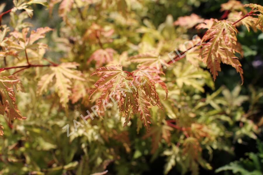 Javor dlanitolistý 'Anne Irene' - Acer palmatum 'Anne Irene'