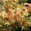 Javor dlanitolistý 'Anne Irene' - Acer palmatum 'Anne Irene'