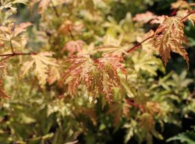 Javor dlanitolistý 'Anne Irene' - Acer palmatum 'Anne Irene'