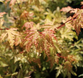 Javor dlanitolistý 'Anne Irene' - Acer palmatum 'Anne Irene'