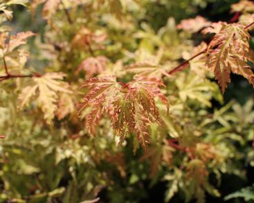 Javor dlanitolistý 'Anne Irene'