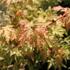 Acer palmatum 'Anne Irene'.JPG