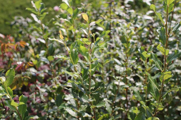 Vrba jíva 'Goldbienen Kätzchenweide' - Salix caprea 'Goldbienen Kätzchenweide'